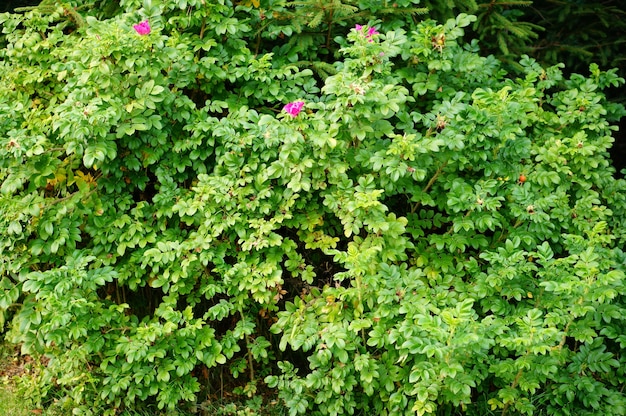 Primer plano de un arbusto con algunas flores rosadas