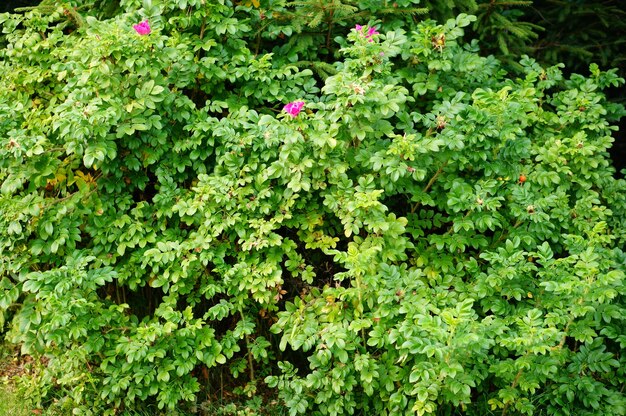 Primer plano de un arbusto con algunas flores rosadas