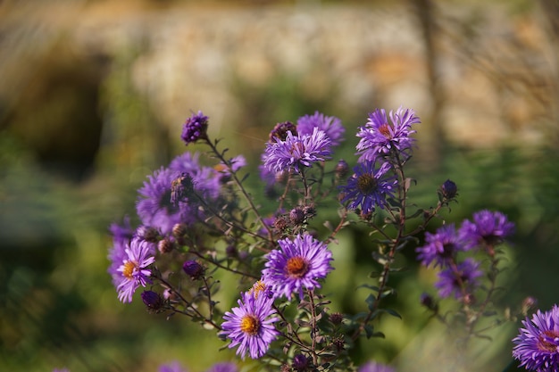 Primer plano de un arbusto de flores púrpura aster de Nueva Inglaterra