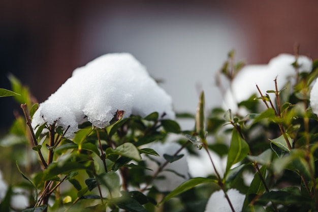 Primer plano de arbustos cubiertos de nieve bajo la luz del sol con una vegetación borrosa