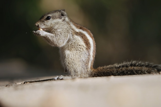 Primer plano de una ardilla comiendo galletas sobre una superficie de hormigón