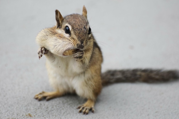 Primer plano de una ardilla comiendo nuez sobre un fondo gris