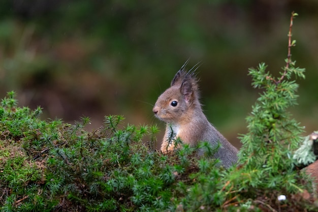 Primer plano de una ardilla linda curiosa que se asoma desde detrás del musgo