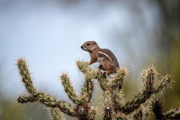 Primer plano de una ardilla listada en un cactus