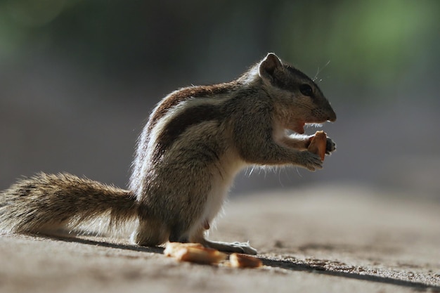 Primer plano de una ardilla de palma india sobre una superficie de hormigón