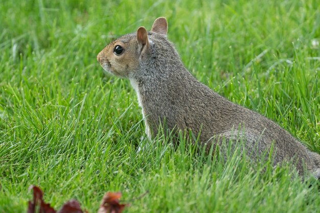 Primer plano de una ardilla en el parque sobre el césped