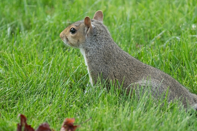 Primer plano de una ardilla en el parque sobre el césped