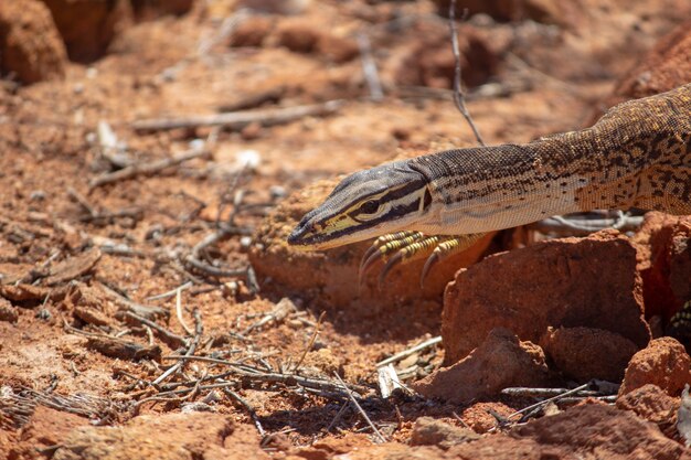 Primer plano de una arena goanna arrastrándose sobre las rocas en el suelo bajo la luz del sol durante el día