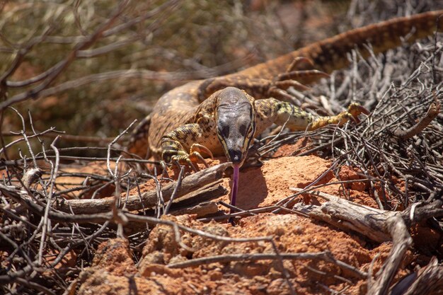 Primer plano de una arena goanna con su lengua arrastrándose sobre las rocas bajo la luz del sol durante el día