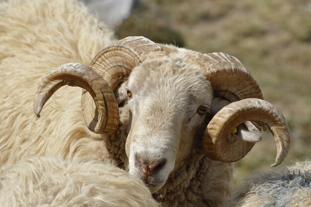 Primer plano de un argali sobre un fondo borroso