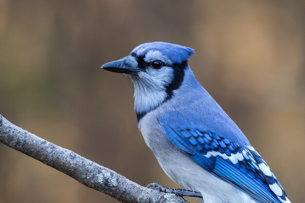 Primer plano de un arrendajo azul posado en una rama sobre fondo borroso