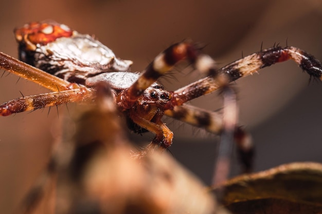 Primer plano de una aterradora araña marrón repugnante con varios ojos y piernas largas