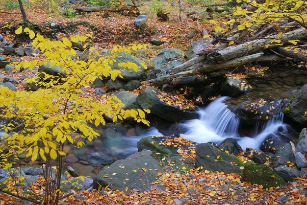 El primer plano de Autumn Creek con arces amarillos y follaje sobre rocas en el bosque con ramas de árboles.