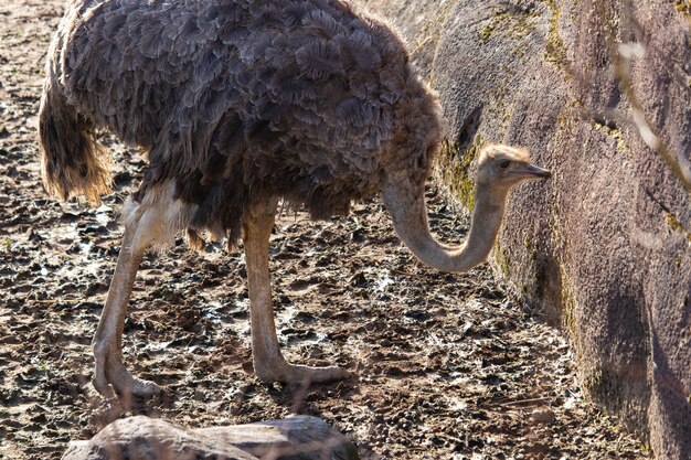 Primer plano de un avestruz explorando alrededor de su pluma en un zoológico