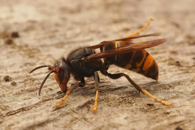 Primer plano de la avispa asiática de patas amarillas, Vespa velutina,