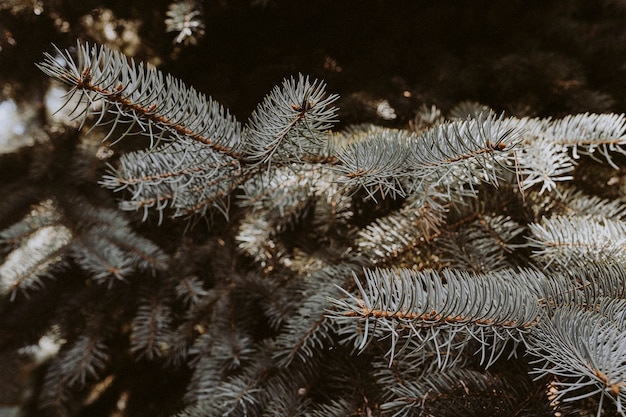 Primer plano de azul spruce follaje con textura papel tapiz