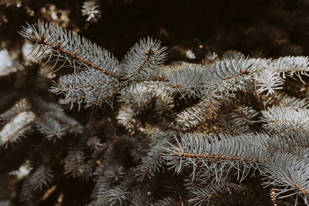 Primer plano de azul spruce follaje con textura papel tapiz