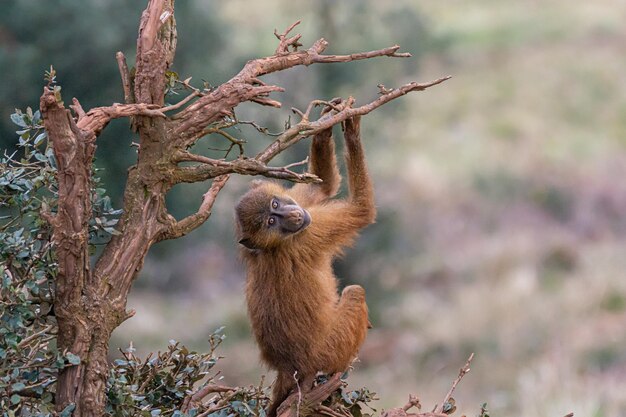 Primer plano del babuino de Guinea sosteniendo ramas de árboles y mirando hacia atrás.