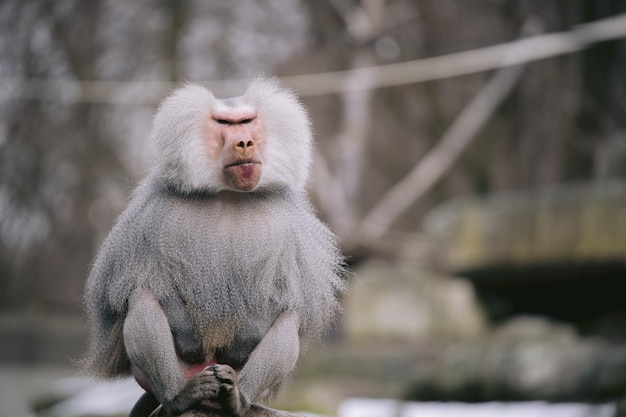 Foto gratuita primer plano de un babuino hamadryas macho con una hermosa capa plateada y ojos feroces