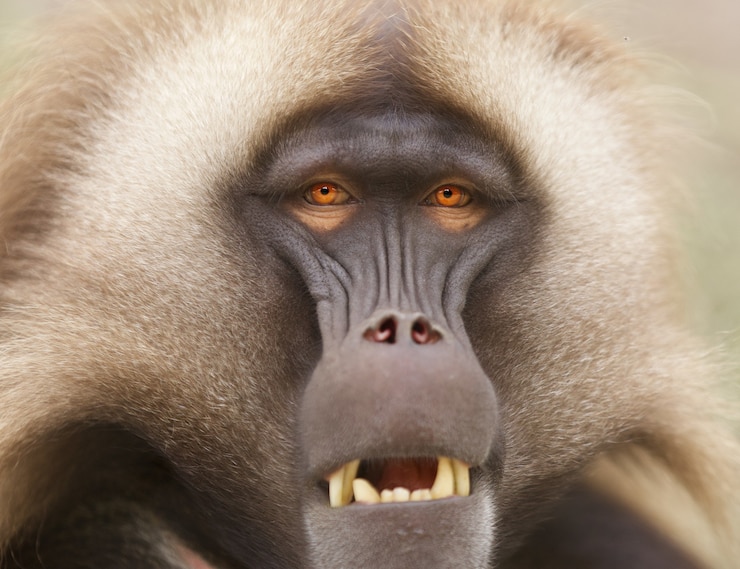 Foto gratuito primer plano de un babuino con ojos de color naranja brillante al aire libre durante el día
