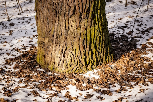 Primer plano de la base de un árbol rodeado de hojas caídas y nieve