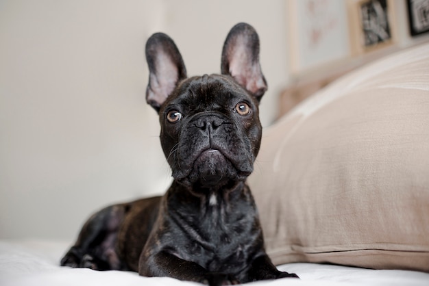 Foto gratuita primer plano bastante pequeño bulldog francés