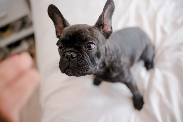 Primer plano bastante pequeño bulldog francés