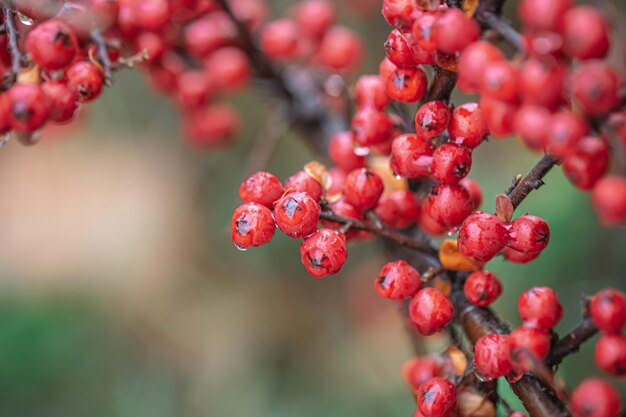 Primer plano de bayas rojas silvestres rowan bush