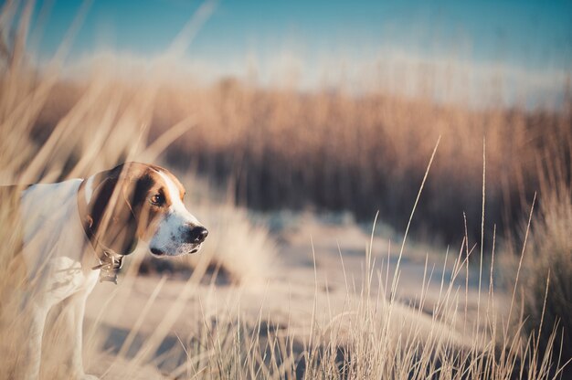 Primer plano de beagle-harrier en los campos