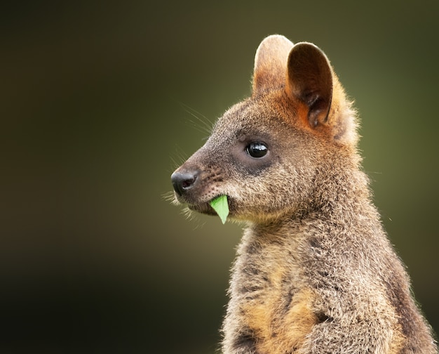 Primer plano de un bebé wallaby comiendo una hoja verde