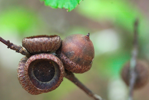 Foto gratuita primer plano de una bellota en la rama de un árbol con un fondo borroso