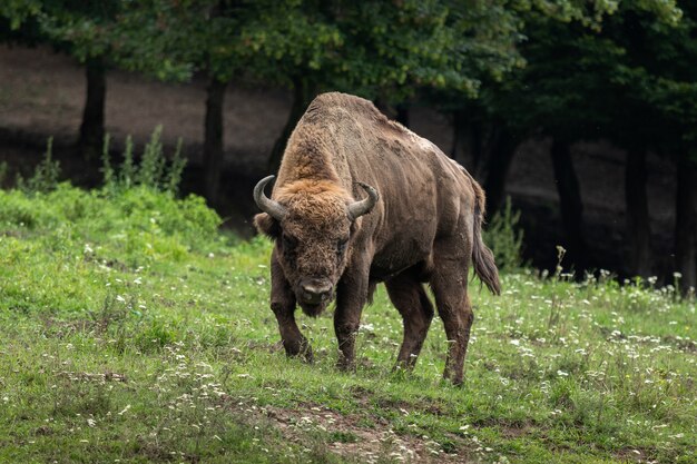 Primer plano de un bisonte en la reserva de bisontes en Hunedoara, Rumania