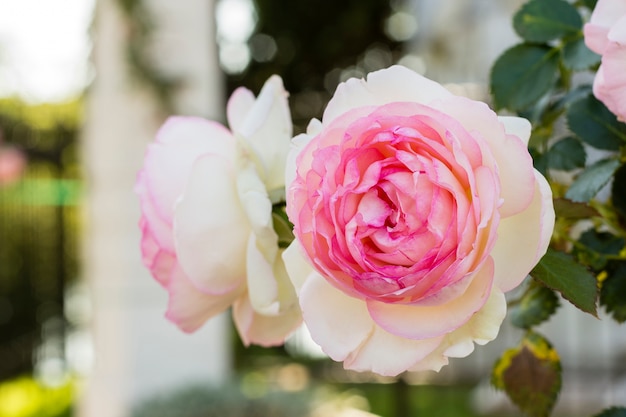 Primer plano blanco y rosa pétalos de rosa