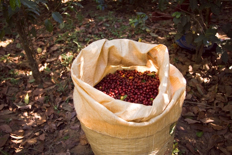 Foto gratuito primer plano de una bolsa marrón con granos de café rojos en él