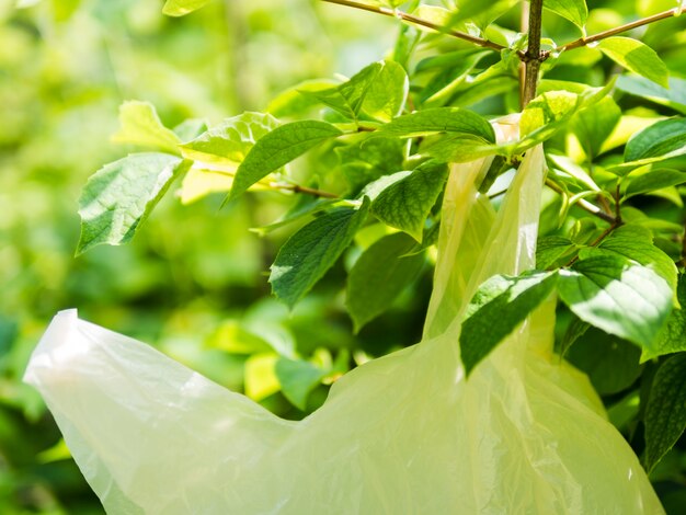 Primer plano de la bolsa de plástico amarilla que cuelga en la rama de un árbol