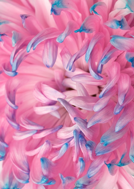Primer plano de una bonita flor rosa y azul