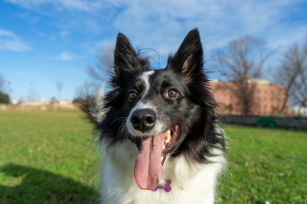 Primer plano de un Border Collie en un campo jadeando bajo la luz del sol