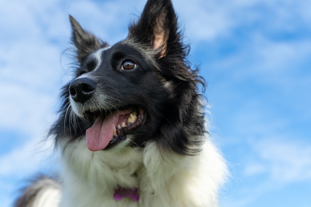 Primer plano de un Border Collie jadeando bajo la luz del sol