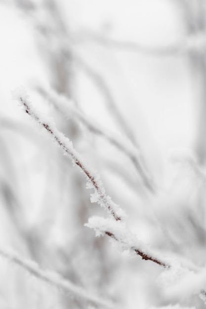 Primer plano borrosa ramas congeladas con nieve