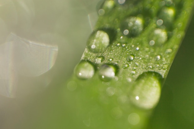 Primer plano de brizna con gotas de agua