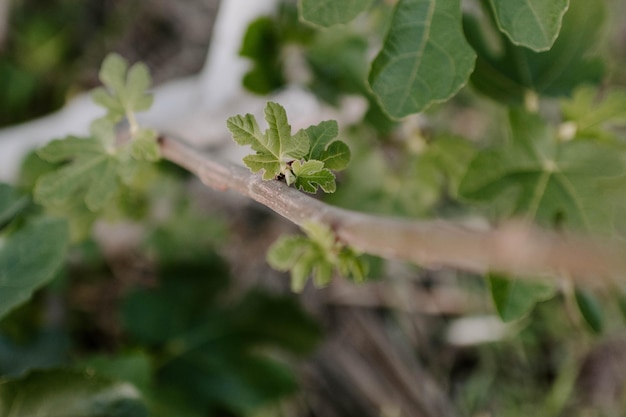 Primer plano de un brote de rama de árbol en primavera