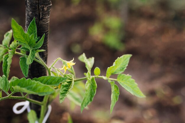 Primer plano de brotes de plantas