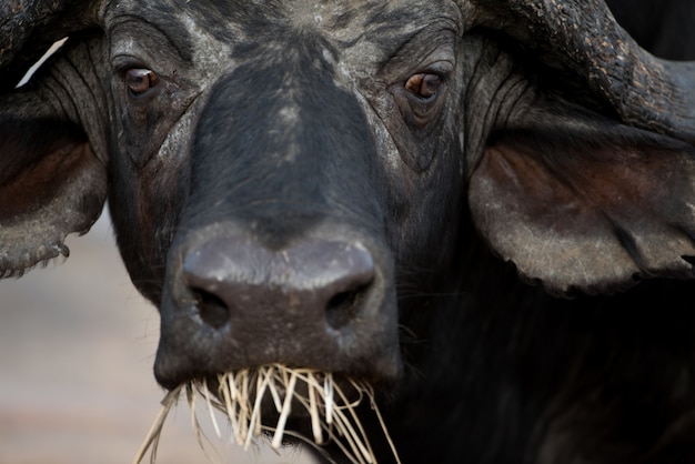 Primer plano de un búfalo africano comiendo pastos