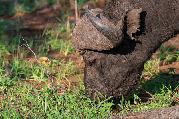 Primer plano de un búfalo de agua comiendo hierba bajo la luz del sol