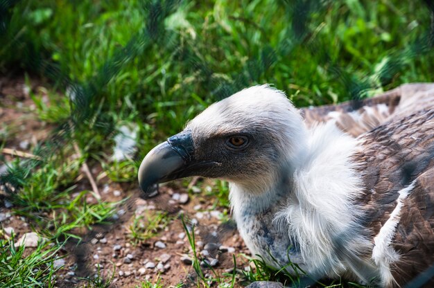 Primer plano de buitre leonado (Gyps fulvus) en un zoológico