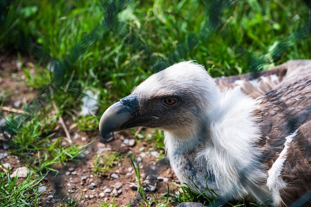 Primer plano de buitre leonado (Gyps fulvus) en un zoológico