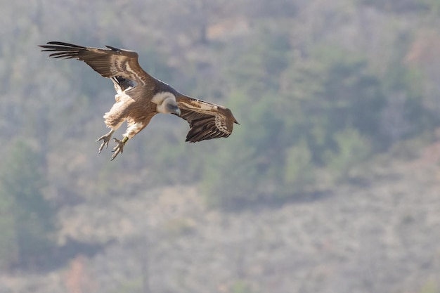 Primer plano de un buitre leonado volando en el cielo