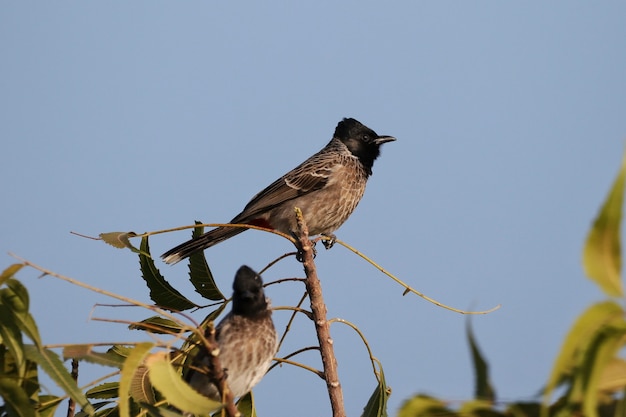 Primer plano de bulbul ventilado rojo posado en la rama de un árbol contra un fondo bokeh