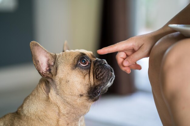 Primer plano de un Bulldog Francés leonado mirando el dedo del niño