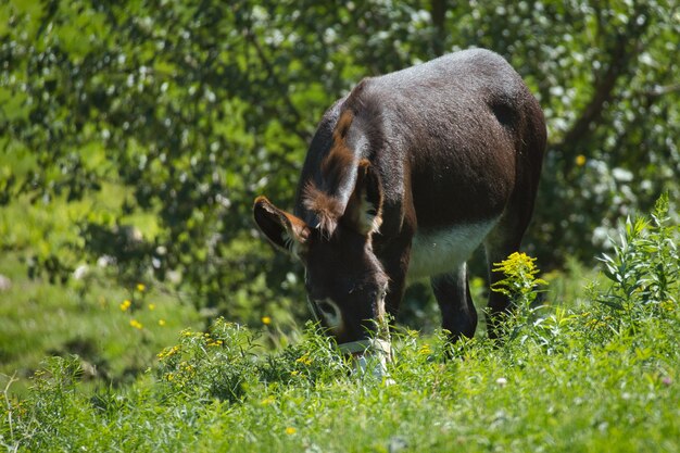 Primer plano de un burro en un campo agrícola cubierto de vegetación bajo la luz del sol